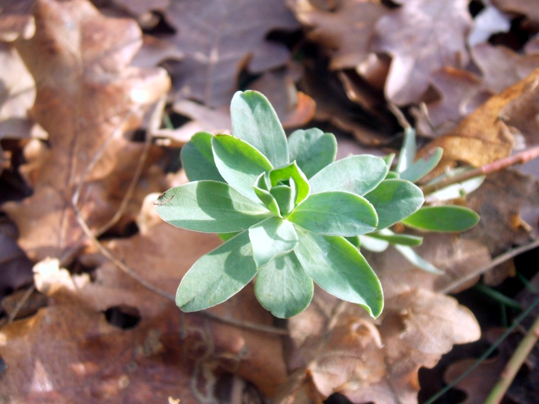 Euphorbia barrelieri / Euforbia di Barrelier